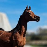 Puledro Arabo Purosangue