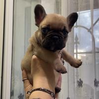 Bulldog francese