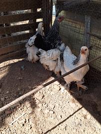 Pulcinotti brahma