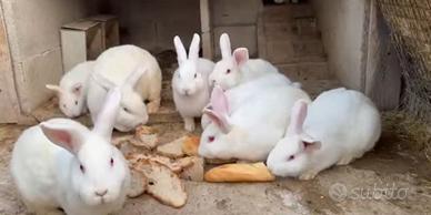 Conigli di Nuova Zelanda