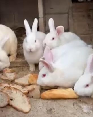 Conigli di Nuova Zelanda