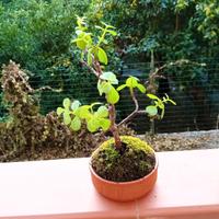 coppia bonsai per john