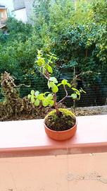 coppia bonsai per john