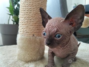 Animali