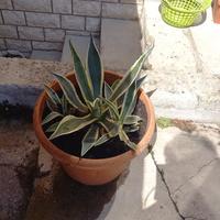 piante agave