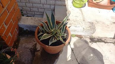 piante agave