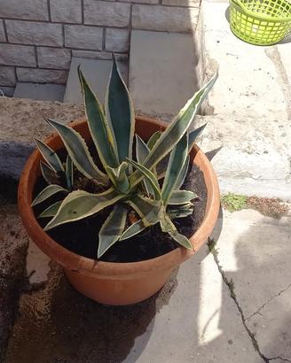 piante agave