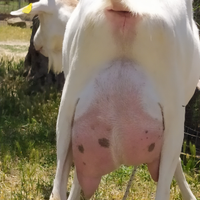 Capretti di razza Saanen