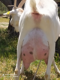 Capretti di razza Saanen