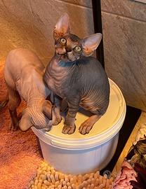 Sphynx