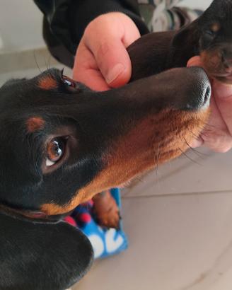 Cuccioli bassotto tedesco