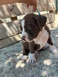 Cuccioli di pitbul