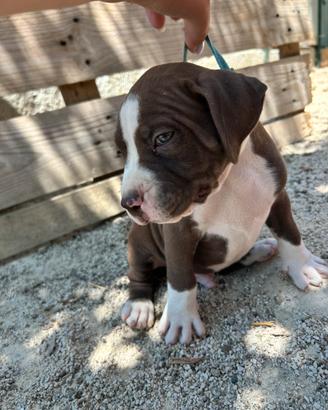 Cuccioli di pitbul