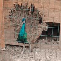 Pavone comune maschio di un anno e mezzo