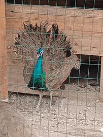 Pavone comune maschio di un anno e mezzo