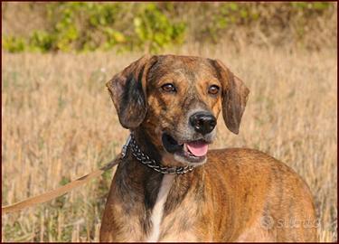 Segugio maremmano di 4 anni