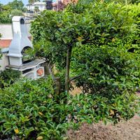 Bonsai Camelia tardiva