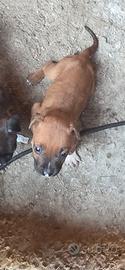 cuccioli di pittbull 