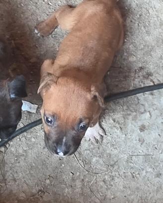 cuccioli di pittbull 