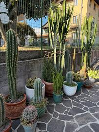 Cactus vari e piante