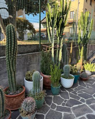 Cactus vari e piante