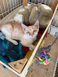 Gattino rosso e bianco maschio