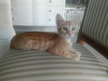 Otto gattino 3 mesi