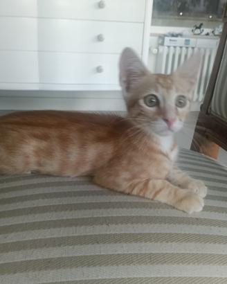 Otto gattino 3 mesi