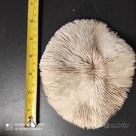 Corallo bianco lamellare