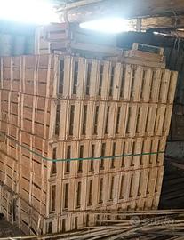 Cassette raccolta frutta verdura