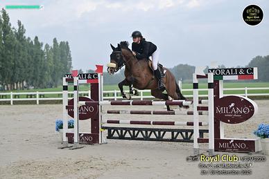 Cavallo da salto con cucciculum