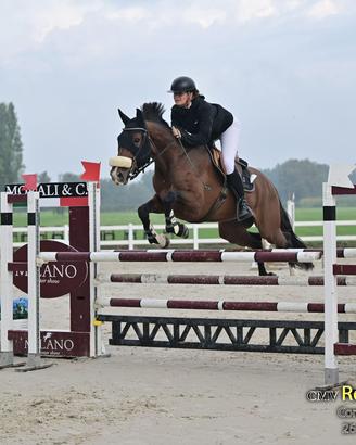 Cavallo da salto con cucciculum