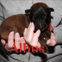 Pastore belga tervueren