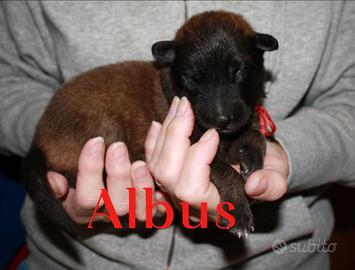 Pastore belga tervueren