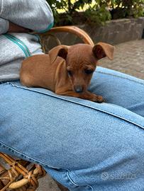 Pinscher nano