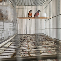 Cardinalini del Venezuela