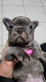 Cuccioli bulldog francese