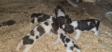 Springer spaniel
