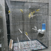 Canarini schoter 2025 M