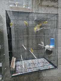 Canarini schoter 2025 M