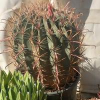 ferocactus horridus 