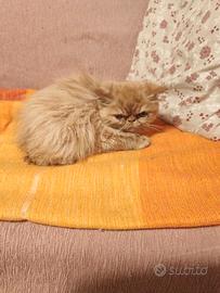Gattine persiane rosse