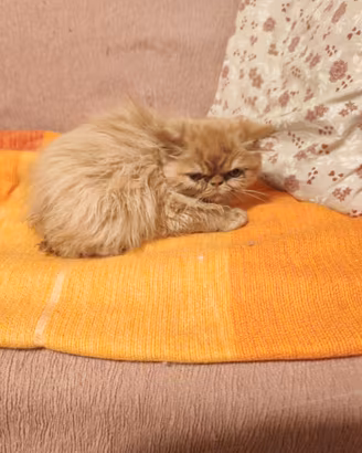 Gattine persiane rosse