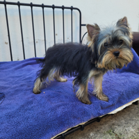 Femmina yorkshire terrier