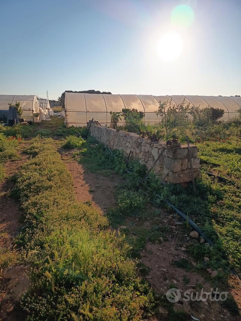 Vendita az.agricola - Vista 2