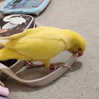 Parrocchetto dal collare allevato a mano (LEGGI)