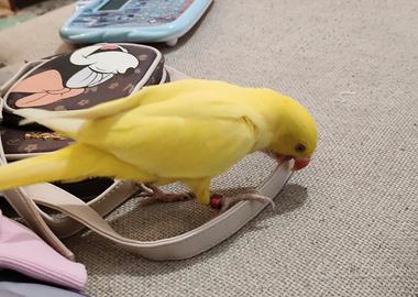 Parrocchetto dal collare allevato a mano (LEGGI)