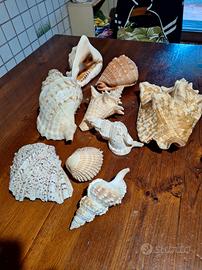 conchiglie