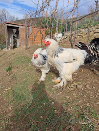 Polli bramha columbia