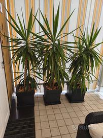 Tronchetto della Felicità